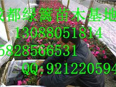 安順比利時(shí)杜鵑苗圃——哪里能買到成活率高的比利時(shí)杜鵑