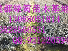 供應四川熱銷的火棘苗_貴州火棘苗基地