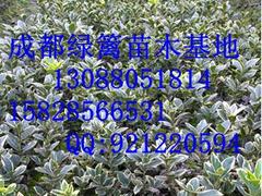 重慶紅葉石楠基地_供應(yīng)四川暢銷(xiāo)的紅葉石楠