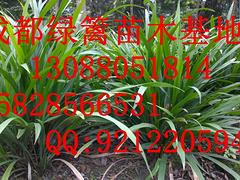 暢銷的細葉芒出售：安順細葉芒基地