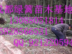 阿壩茶梅基地_哪里能買到優質的茶梅