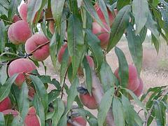 果樹(shù)基地在哪買：國(guó)慶一號(hào)桃苗種植基地