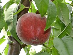 供應(yīng)晚熟桃苗 山東美佳桃苗價(jià)格信息