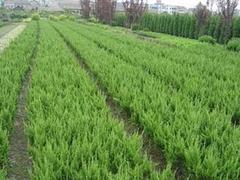 具有口碑的火炬市場價格情況_火炬花報價