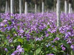 培育草花——優(yōu)惠的草花推薦