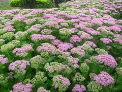 種植苗木 合格的八寶景天，哪里有賣