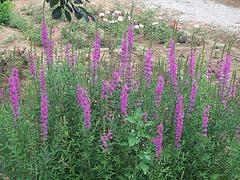 青州火炬花種植基地，山東口碑好的火炬