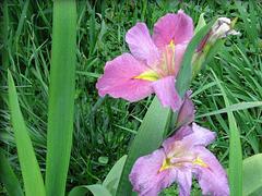 花菖蒲價(jià)格：哪里有提供實(shí)惠的花菖蒲