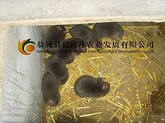 廣西哪里供應(yīng)的商品竹鼠好：云南商品竹鼠