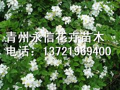 薔薇當選永信花卉苗木 山東薔薇供應商