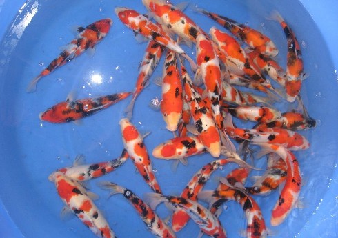 衡水品質(zhì)好的草魚苗·廠家直銷，河北觀賞魚苗