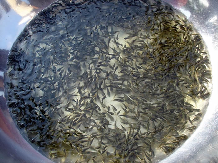 河南鯽魚魚苗|衡水知名的草魚魚苗供應(yīng)商推薦