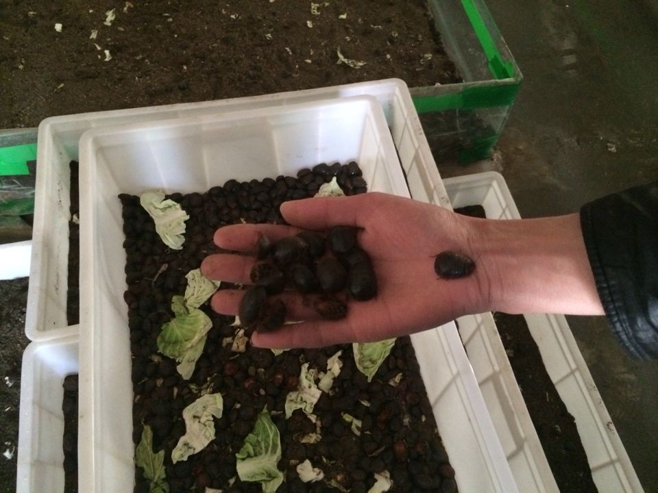特種養殖售后怎么樣|河南優惠的土元養殖方法