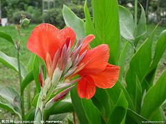 宸豪花卉苗木_優(yōu)質(zhì)花卉苗木供應(yīng)商——云南花卉苗木配送