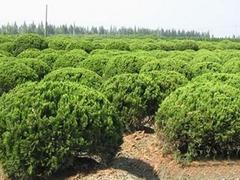 貴州萬壽菊_優惠的山東萬壽菊出售