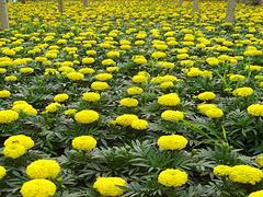 水芙蓉