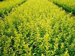 哪里能買到高純度綠化苗木 綠化苗木價(jià)格