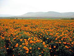 大量出售山東綠化苗木 菏澤綠化苗木種植基地