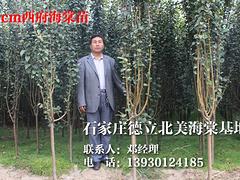 重慶亞當斯海棠苗_哪里能買到精品亞當斯海棠苗