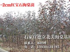 較受歡迎的紅寶石海棠苗出售——雙橋紅寶石海棠苗