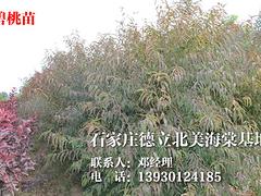 福建金葉榆球，河北哪家金葉榆球供應商好