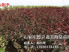 紅葉太陽李價格|哪里能買到優(yōu)質(zhì)的紅葉太陽李