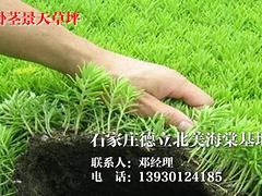想要高純度紅葉太陽(yáng)李就來(lái)德立北美海棠園_重慶紅葉太陽(yáng)李