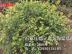 批發(fā)紅葉太陽(yáng)李——供應(yīng)河北精品紅葉太陽(yáng)李