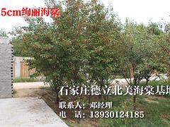 想要優(yōu)惠的金葉榆球就來德立北美海棠園：澳門金葉榆球