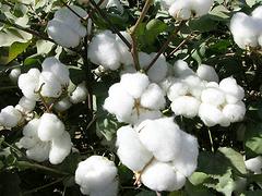 新疆棉花批發價格_蘇拉爾紡織品提供合格的新疆棉花產品