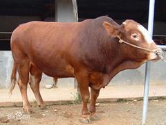 肉牛價(jià)格_信譽(yù)好的夏洛萊肉牛公司
