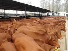 cdj的西門塔爾肉牛 好的西門塔爾肉牛養殖基地海軍肉牛養殖供應