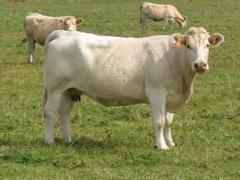 肉牛價格_信譽好的夏洛萊肉牛公司
