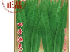 鄭州劃算的蔬菜種子供應(yīng)：菜種批發(fā)