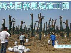 鄭州價格合理的假草皮·廠家直銷，澳門大量批發(fā)仿真草皮