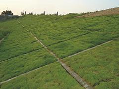 信陽批發護坡草種 有品質的高速公路護坡草，哪里有賣