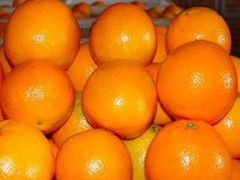 成都哪里有供應(yīng)宜賓芽菜——金牛宜賓芽菜