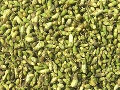 供應山東銷量好的槐米：專業(yè)生產(chǎn)休閑食品