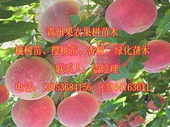桃晚熟品種價格|想要好的映霜紅就來果農果樹苗木