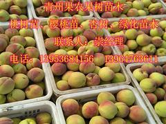 映霜紅價(jià)格量大從優(yōu)_桃晚熟品種代理商