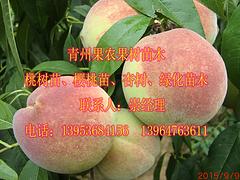 價(jià)位合理的晚熟桃大葉蜜：優(yōu)質(zhì)的大葉蜜桃出售