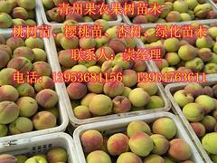 哪里能買到精品映霜紅桃苗|安徽映霜紅桃苗