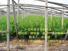 至好的大葉蜜桃價格怎么樣|價位合理的蜜桃新品種大葉蜜