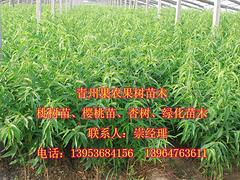 想要好的映霜紅桃苗就來(lái)果農(nóng)果樹苗木，產(chǎn)量高的映霜紅