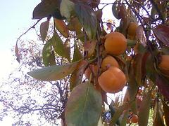 映霜紅桃專賣店：供應(yīng)山東超值的映霜紅桃苗
