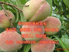 映霜紅桃苗價格——供應(yīng)山東銷量佳的映霜紅桃苗