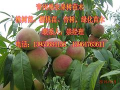 果農(nóng)果樹苗木_優(yōu)質(zhì)映霜紅桃苗供應(yīng)商——濰坊映霜紅桃苗