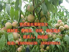安徽映霜紅桃苗 實(shí)惠的映霜紅桃苗出售