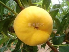 晚黃金桃苗上哪買好_晚黃金桃苗供應