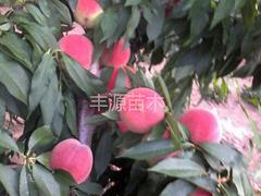 哪里能買到劃算的中桃5號|中桃5號生產廠家